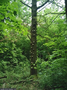 Pilzbaum